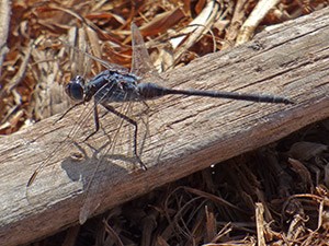 Long Skimmer - Orthetrum trinacria © John Muddeman